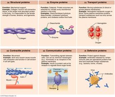 Examples of protein functions