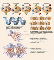 Protein structural levels: primary, secondary, tertiary, quaternary