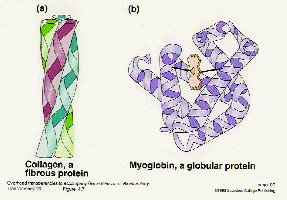 Collagen (fibrous) and myoglobin (globular) protein structures