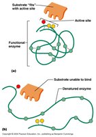 Native and denatured enzyme structures