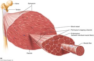 Connective tissue sheaths of skeletal muscle