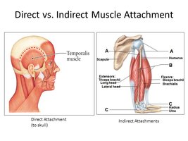 Direct vs. indirect muscle attachment