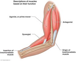 Descriptions of muscles based on their function