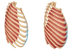 External and internal intercostal muscles