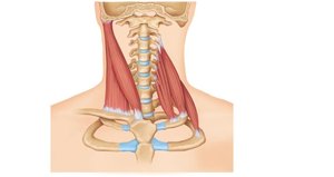 Muscles of the neck