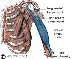 Biceps brachii muscle