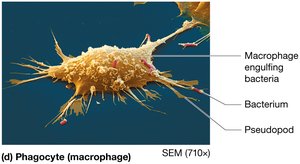 Phagocyte (macrophage) structure
