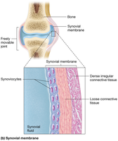 Synovial membrane structure