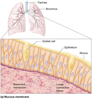 Mucous membrane structure