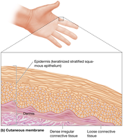 Cutaneous membrane structure