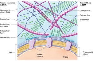 Diagram of extracellular matrix components