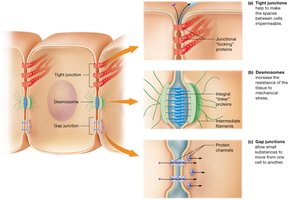 Types of cell junctions