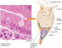 Goblet cell structure and function