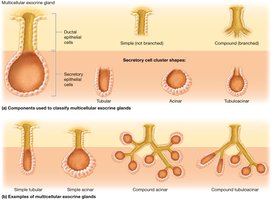 Classification of multicellular exocrine glands