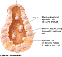 Holocrine secretion mechanism
