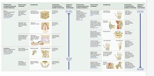 Illustrations of synovial joint structures and examples