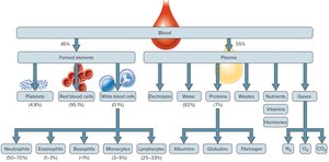 Blood composition diagram