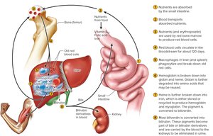 Life cycle of a red blood cell