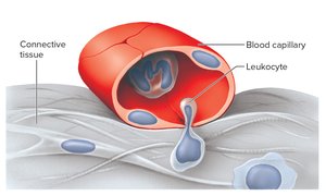 Diapedesis of leukocytes