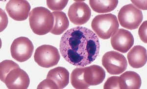 Neutrophil