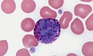Basophil