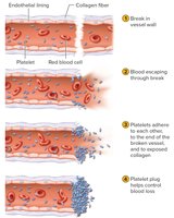 Platelet plug formation