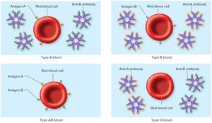 Antigens and antibodies of the four ABO blood types