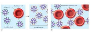 Agglutination process