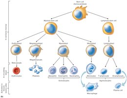Blood cell differentiation pathway