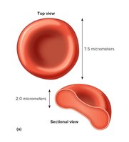 Red blood cell structure dimensions