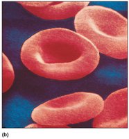 Biconcave red blood cells