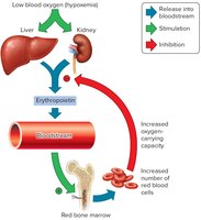 Control of red blood cell production