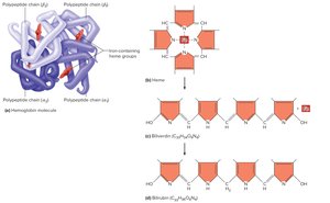 Hemoglobin breakdown pathway