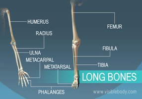 Long bones of the limbs