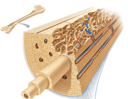 Cross-section of a long bone showing compact and spongy bone