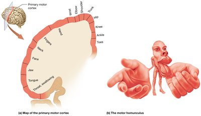 Anatomy & Physiology Study Guide: Brain, CNS, Muscles | Notes