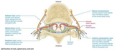 Function of roots, spinal nerve, and rami