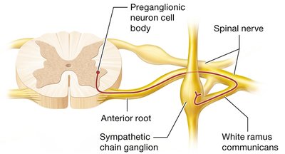 White ramus communicans and sympathetic chain ganglia