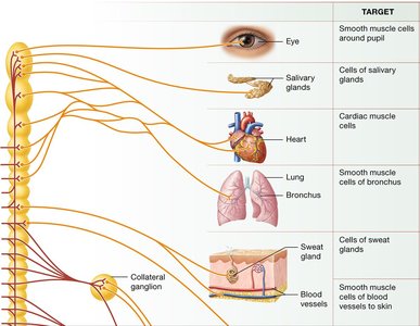 Sympathetic nervous system targets
