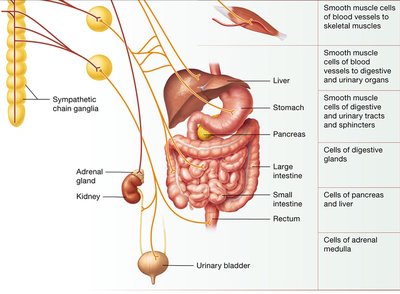 Sympathetic nervous system targets (digestive and urinary organs)