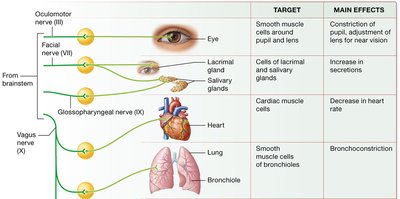 Parasympathetic nervous system targets