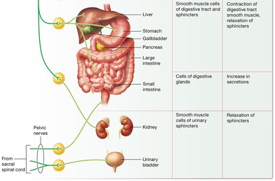 Comparison of sympathetic and parasympathetic nervous systems