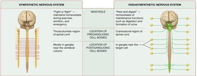 Neurotransmitter and receptor comparison