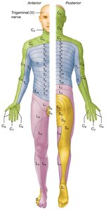 Dermatome map of the human body