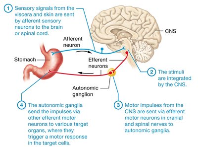 Visceral Reflex Arc