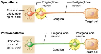 Sympathetic and Parasympathetic Ganglia