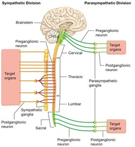 Sympathetic and Parasympathetic Divisions