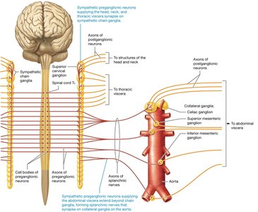 Sympathetic chain ganglia and collateral ganglia