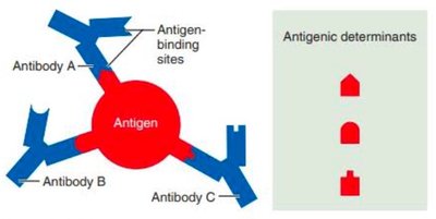 Antigenic determinants and antibody binding