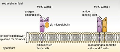 MHC Class I and II on cell membranes